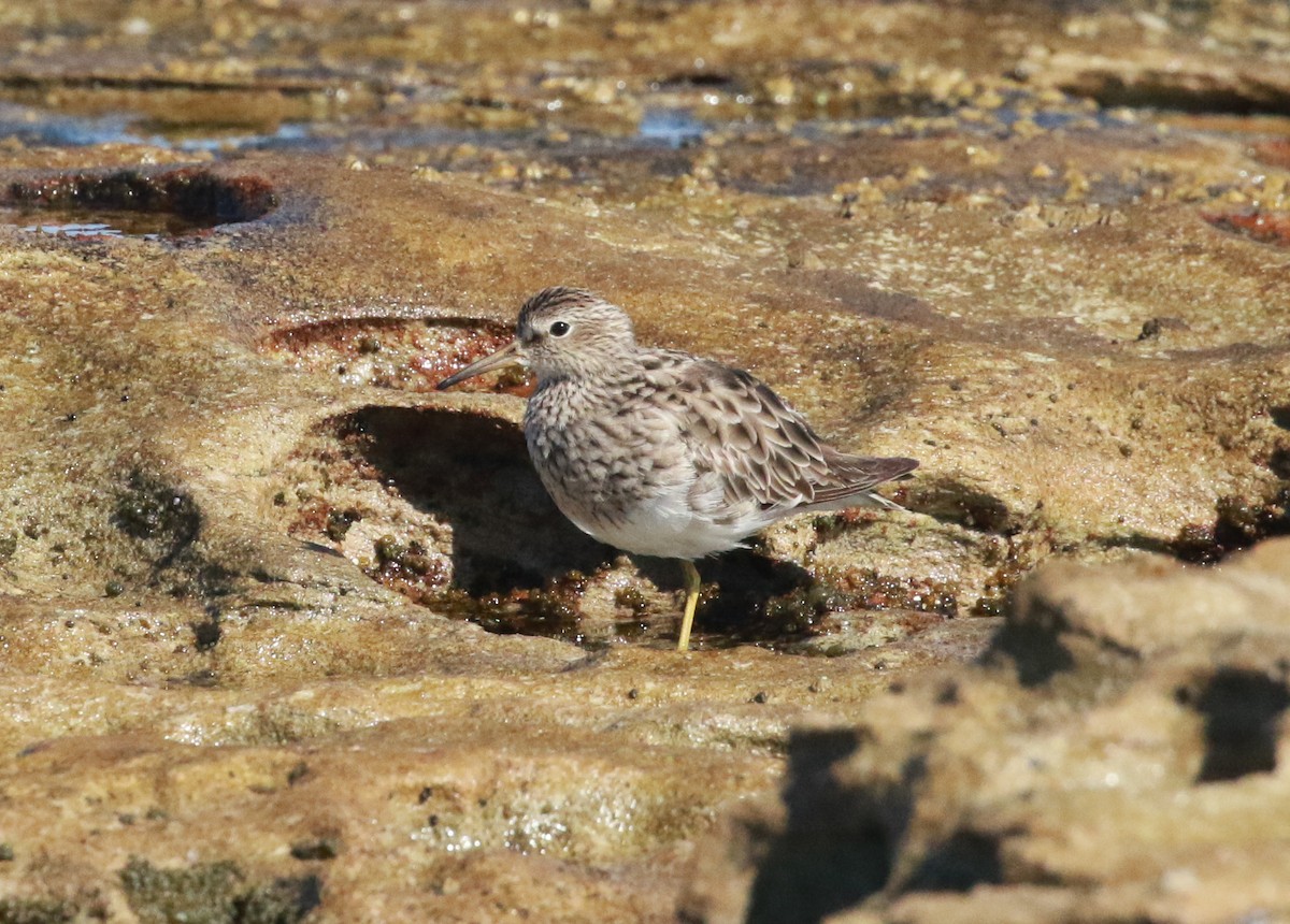 Pectoral Sandpiper - ML200710411