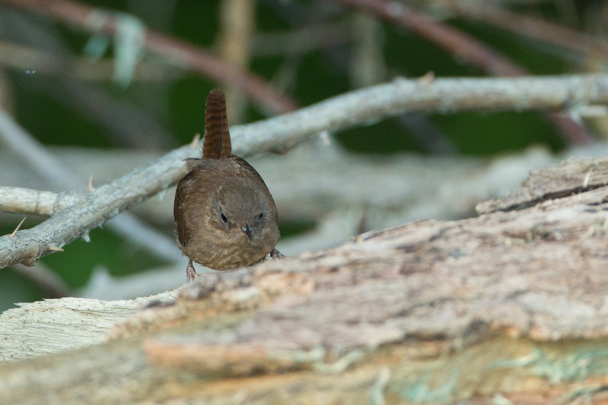 Winter Wren - ML20071051