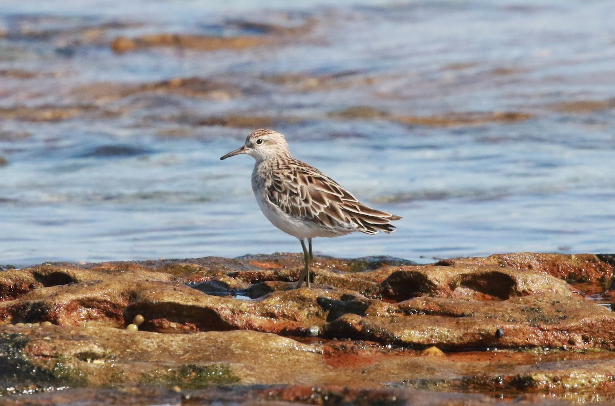 Sharp-tailed Sandpiper - ML200711221