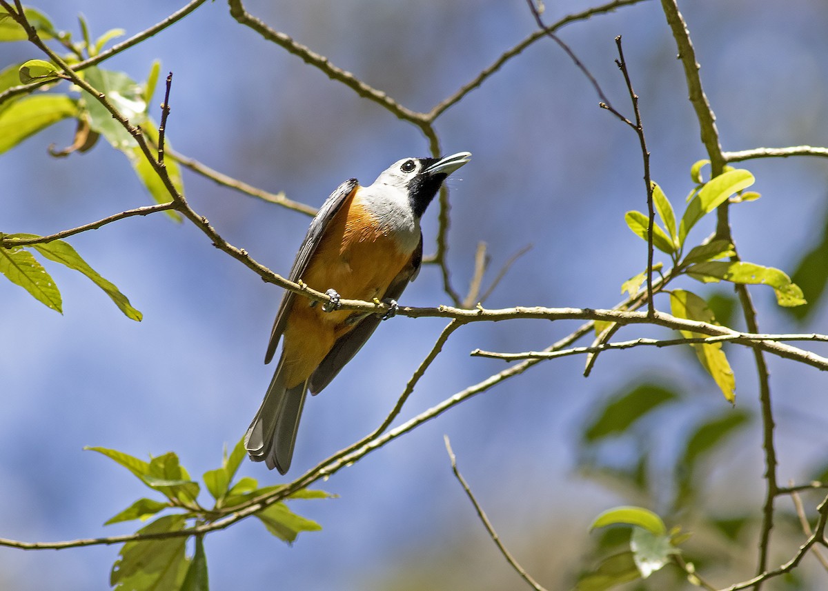 Black-faced Monarch - ML200712021