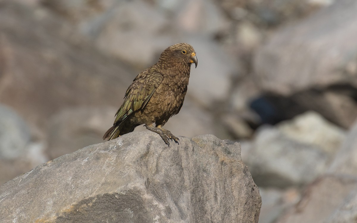 Kea - ML200713201