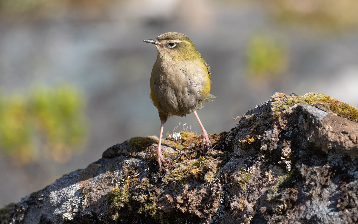 South Island Wren - ML200713341