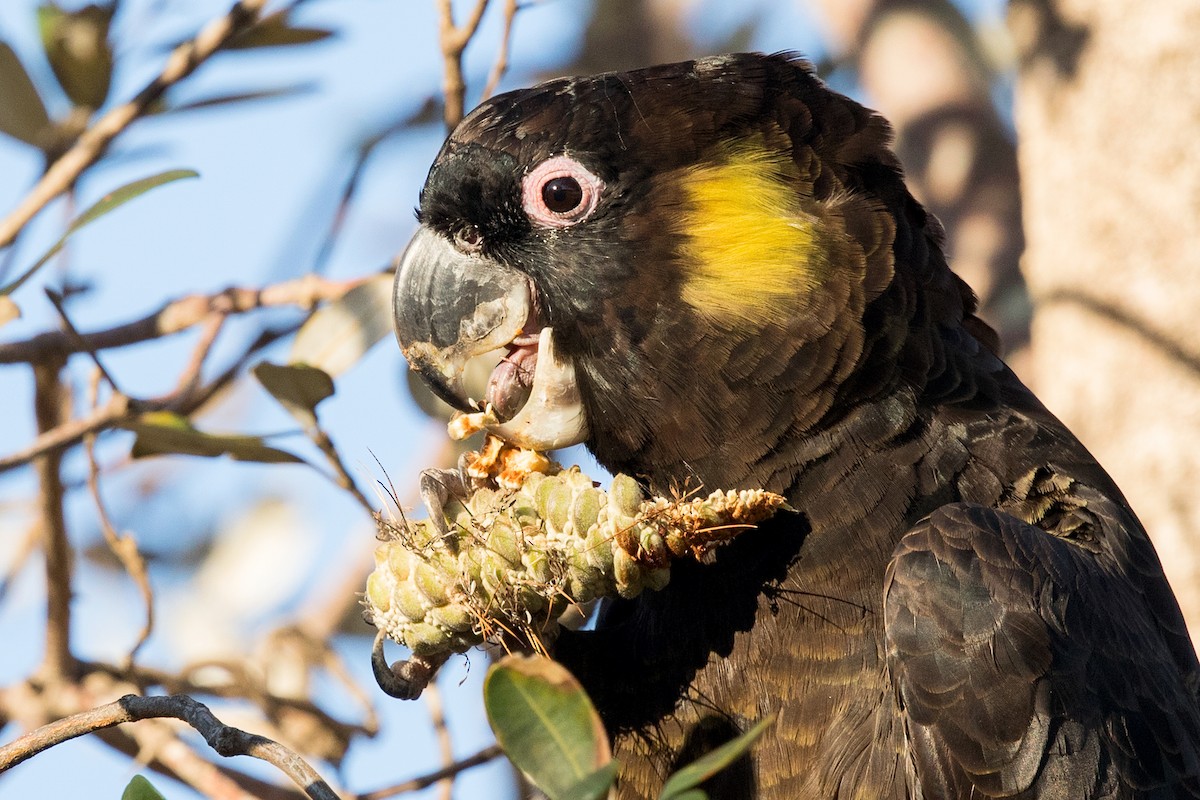 Yellow-tailed Black-Cockatoo - David Irving