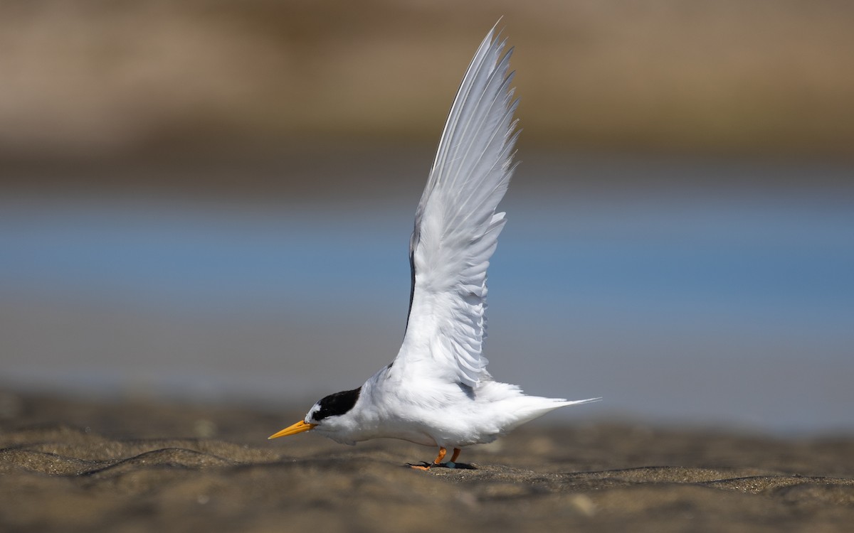 Australian Fairy Tern - ML200714541