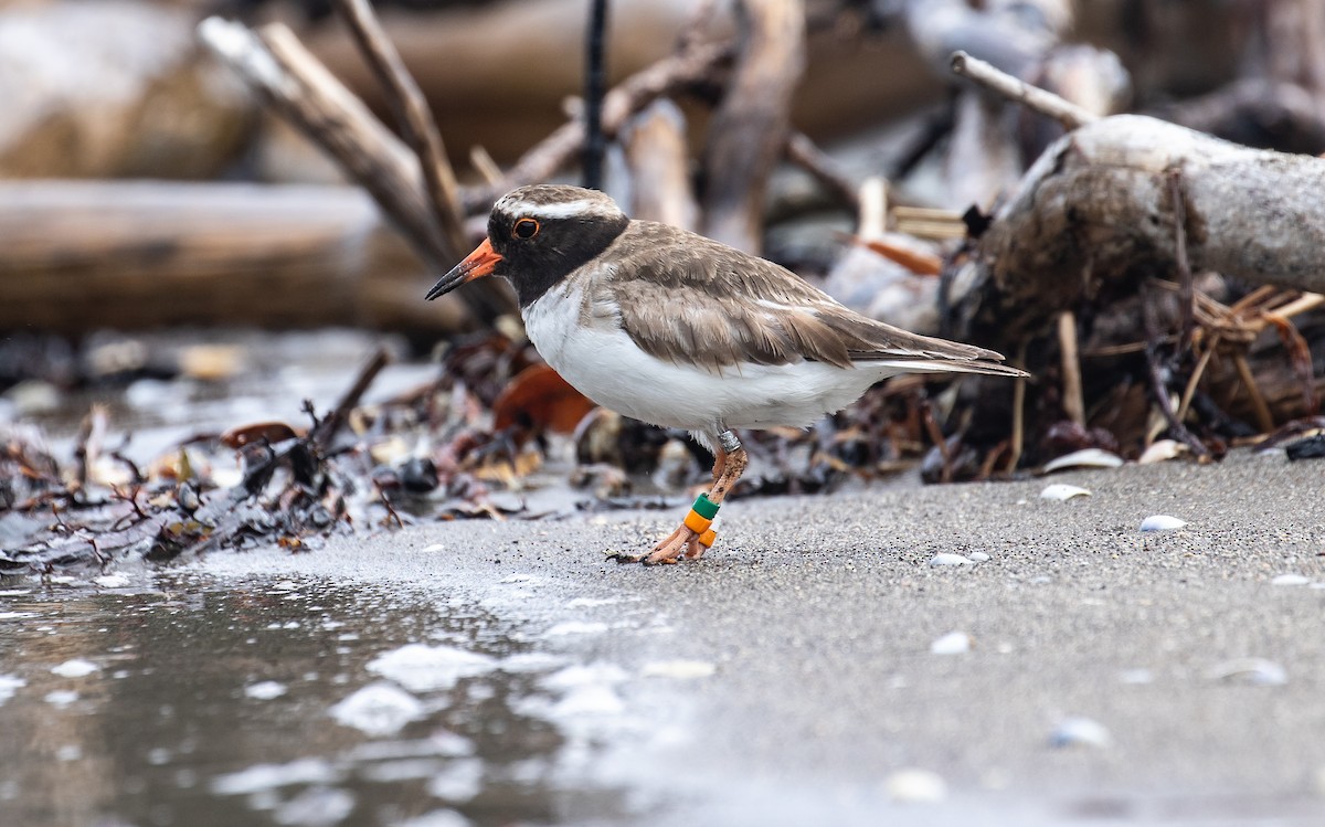 Shore Plover - James Kennerley