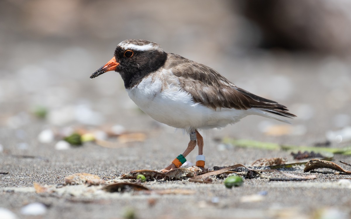 Shore Plover - James Kennerley