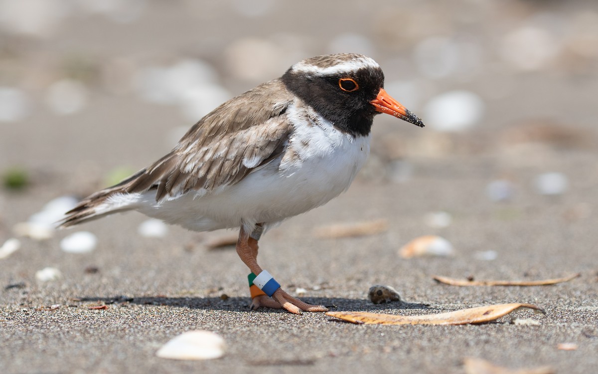 Shore Plover - James Kennerley