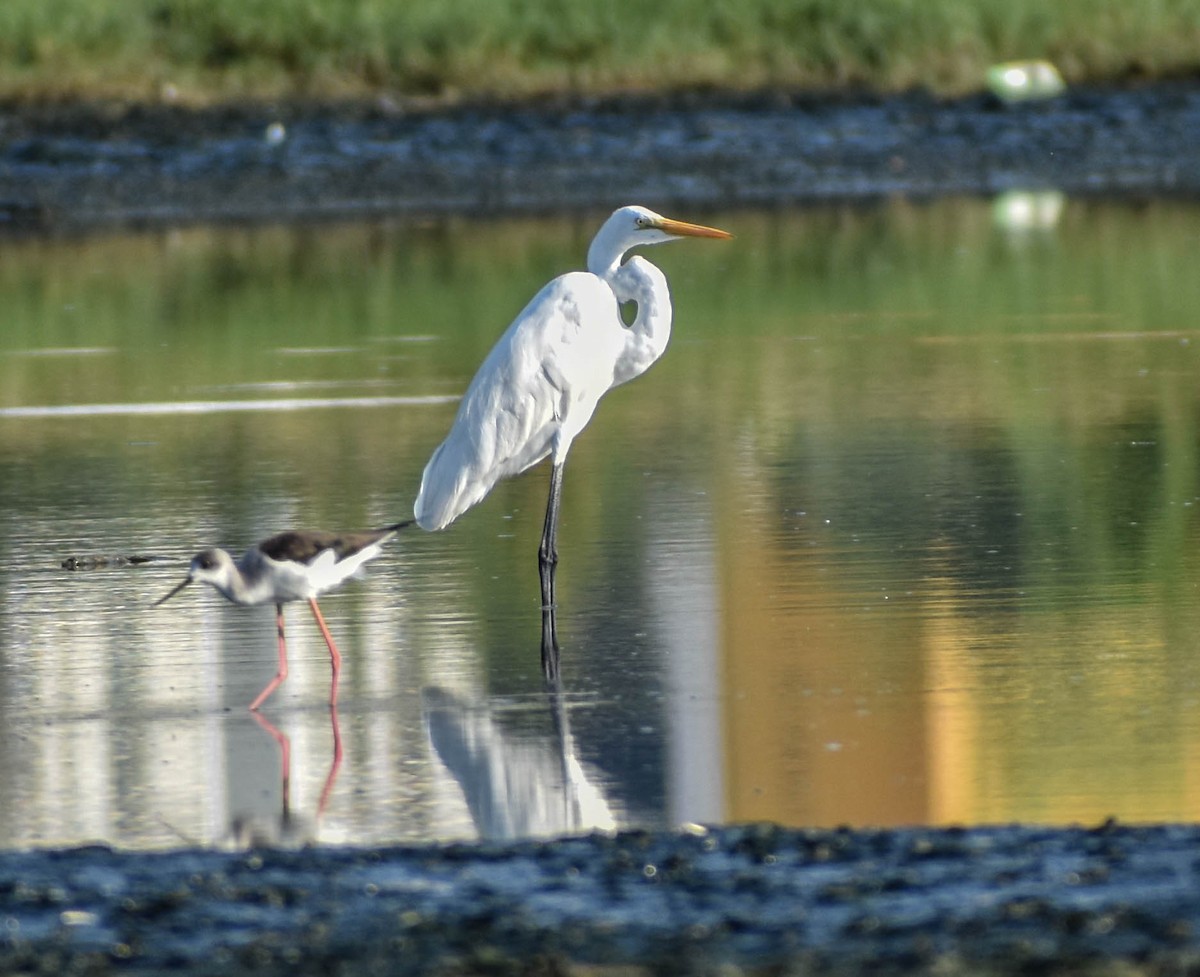 Great Egret - ML200715191