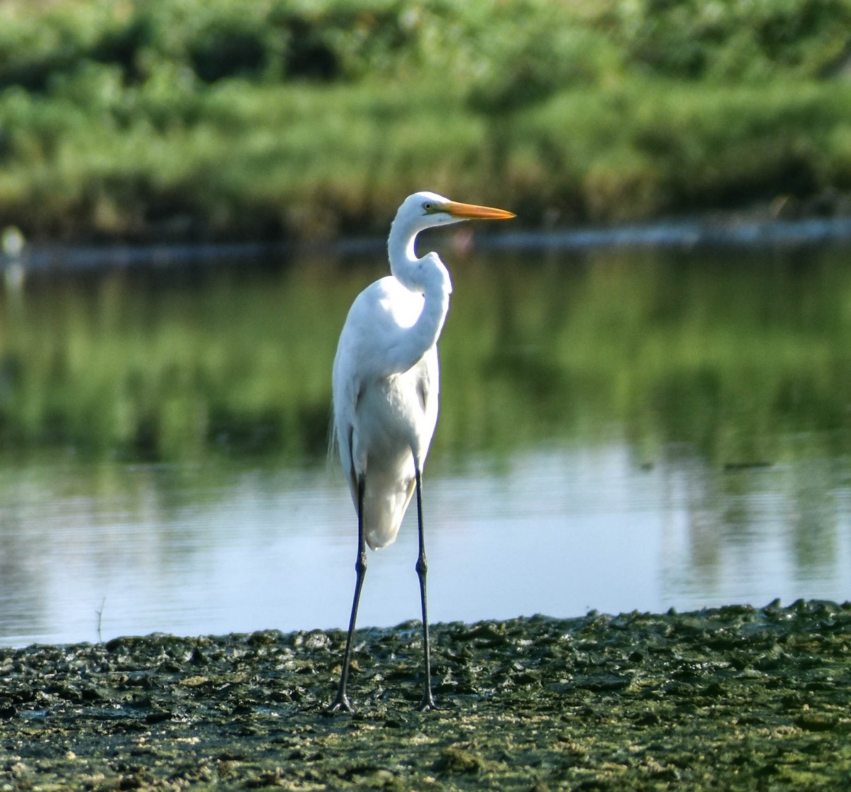 Great Egret - ML200715201