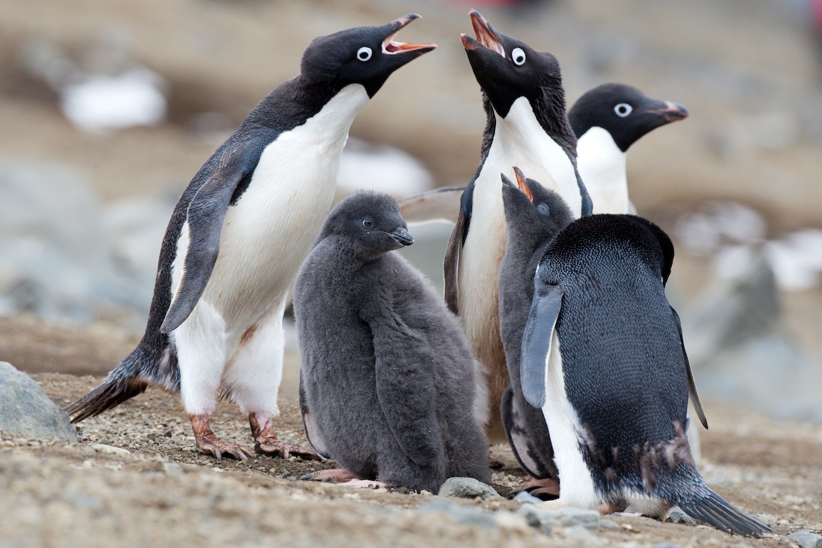 Adelie Penguin - Chris Wood