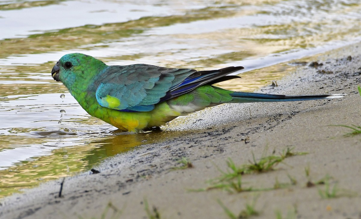 Red-rumped Parrot - ML200717541