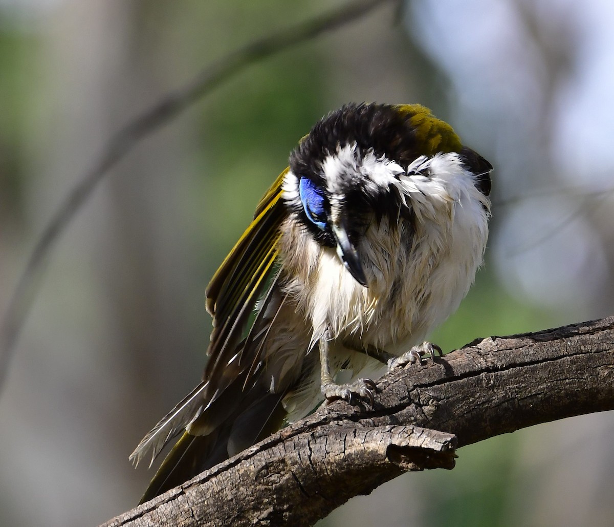 Blue-faced Honeyeater - ML200717561