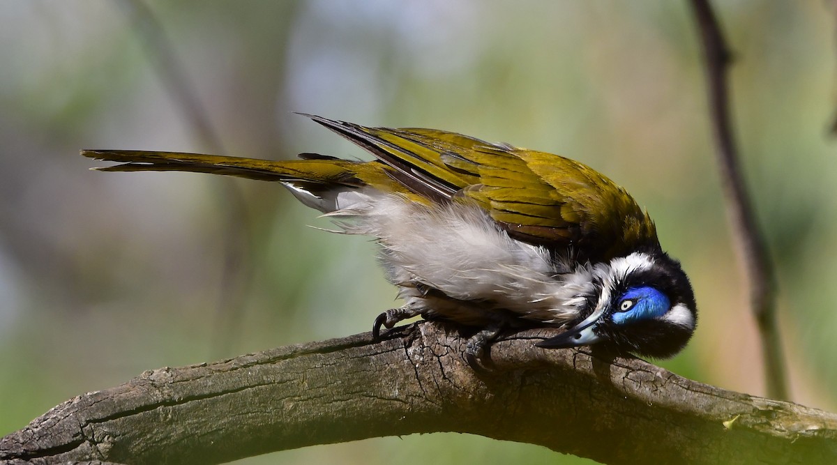 Blue-faced Honeyeater - ML200717571