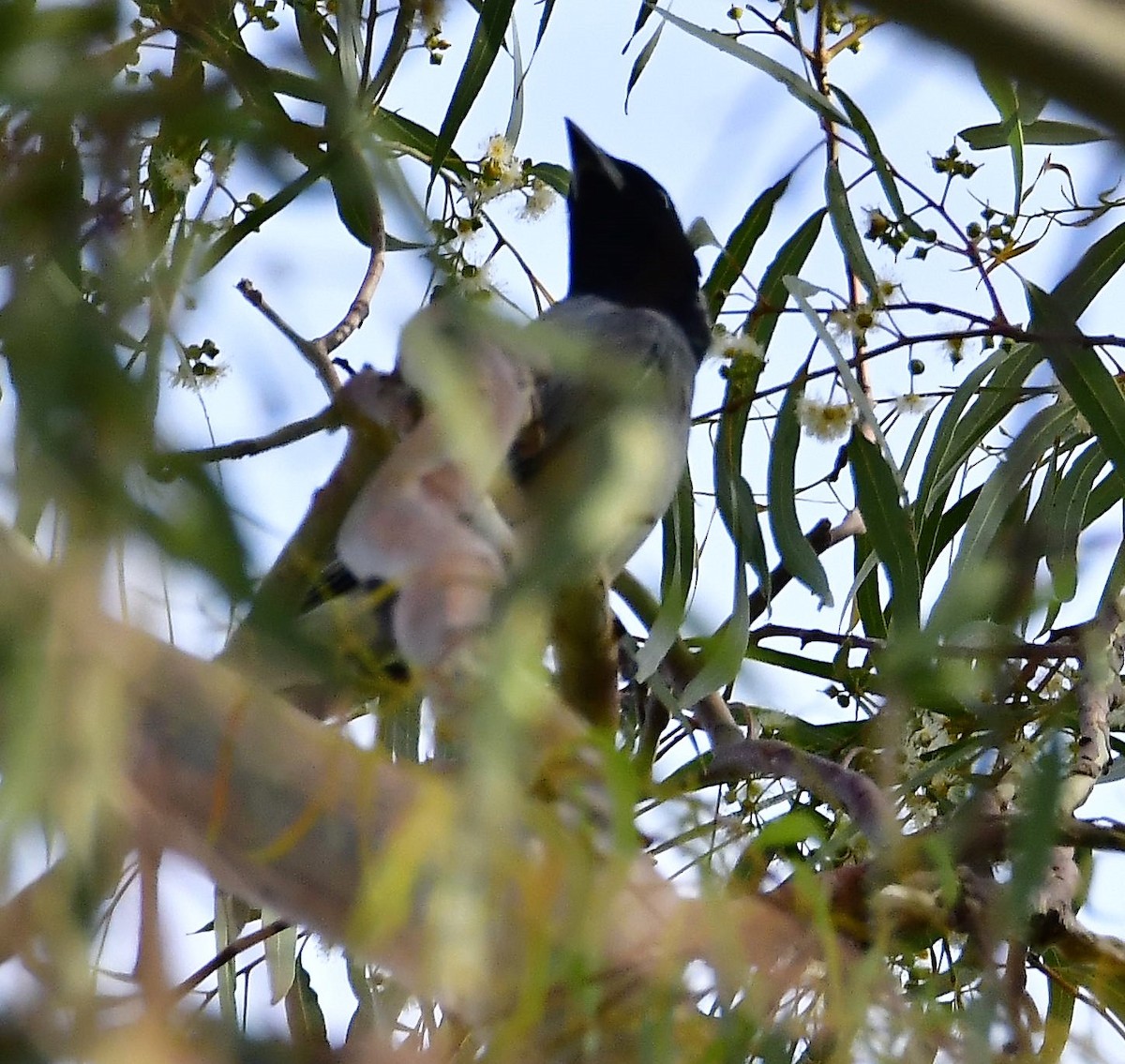 Black-faced Cuckooshrike - ML200717581