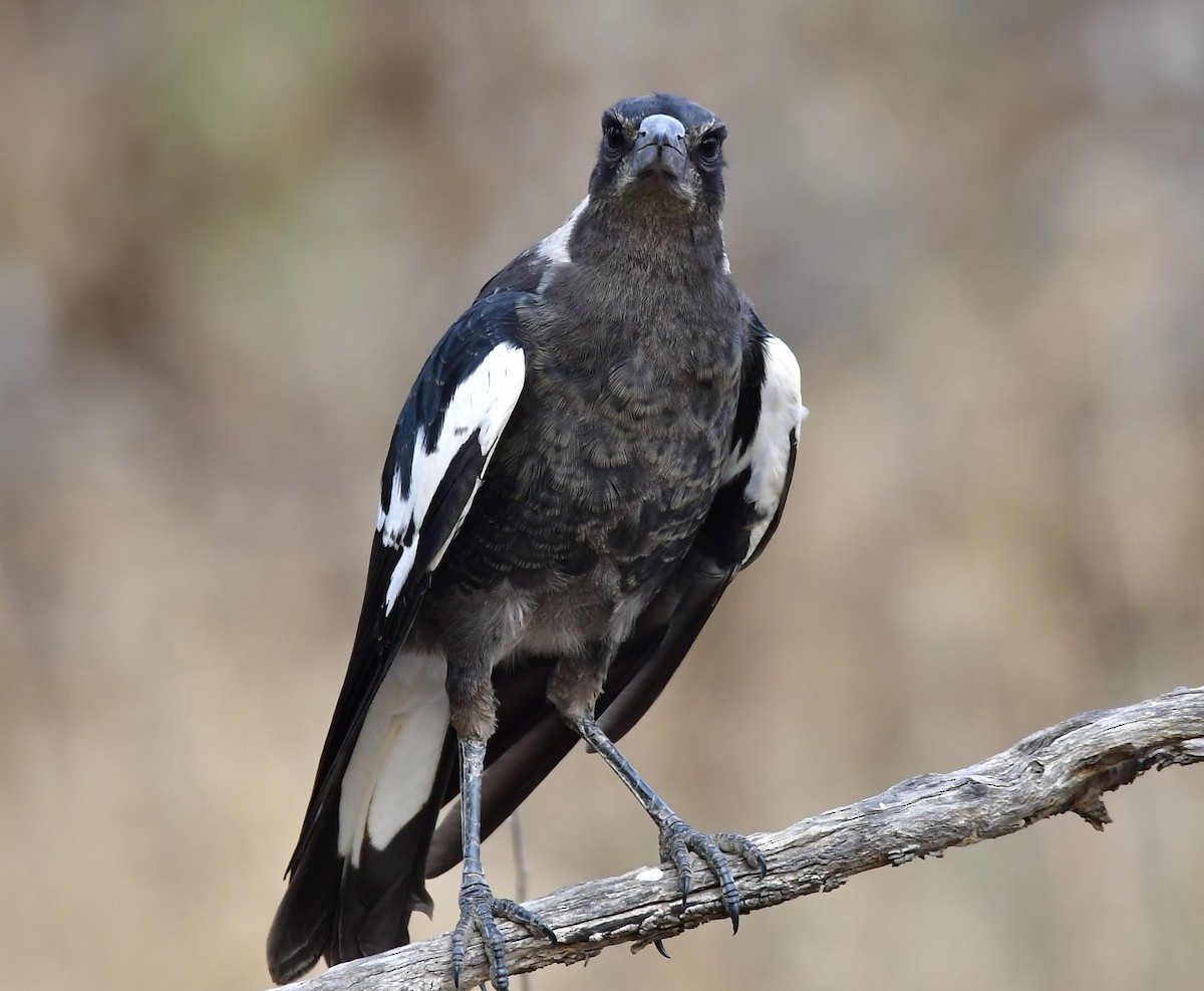 Australian Magpie - ML200717661