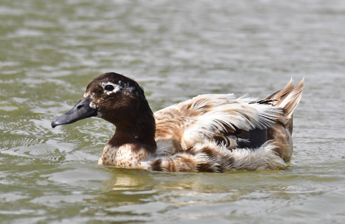 Mallard (Domestic type) - ML200717691