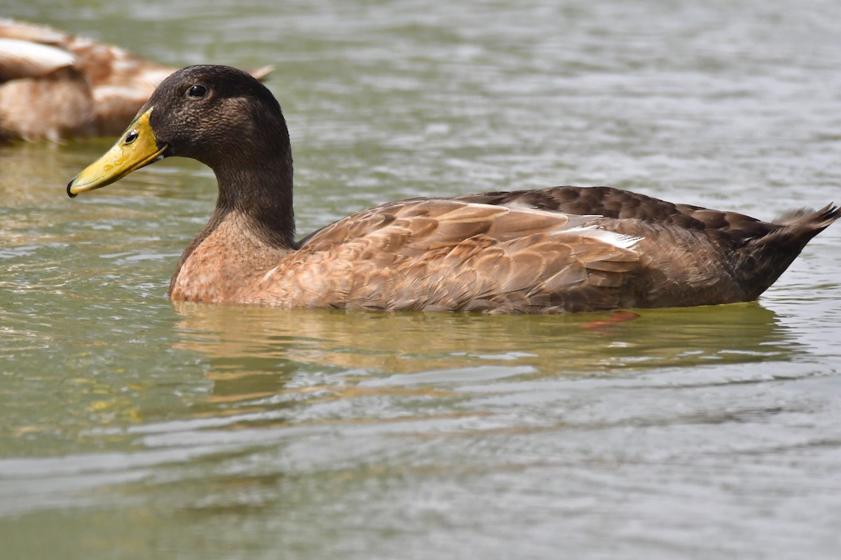 Mallard (Domestic type) - ML200717701