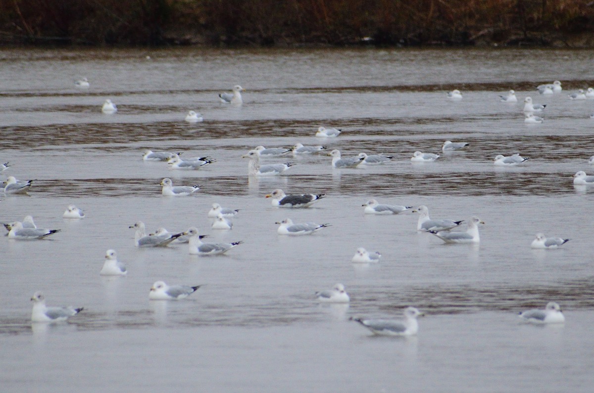 Lesser Black-backed Gull - ML200717711