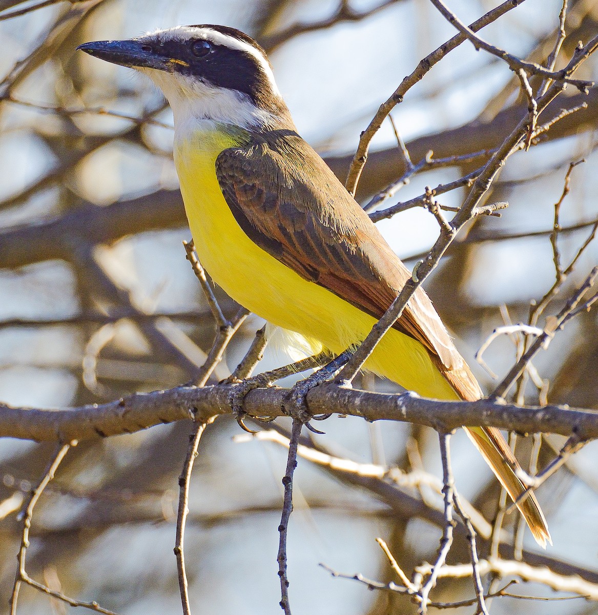 Great Kiskadee - TJ Senters