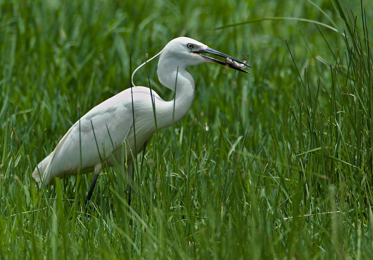 silkehegre - ML200718431