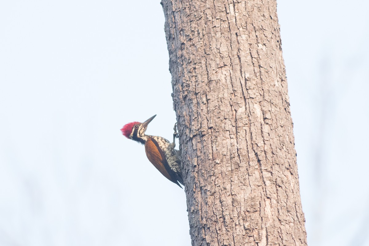 Greater Flameback - Andreas Boe