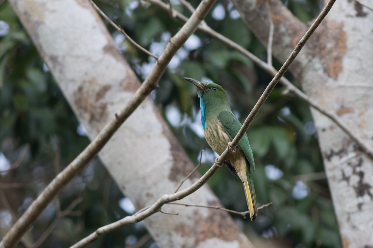 Blue-bearded Bee-eater - Andreas Boe