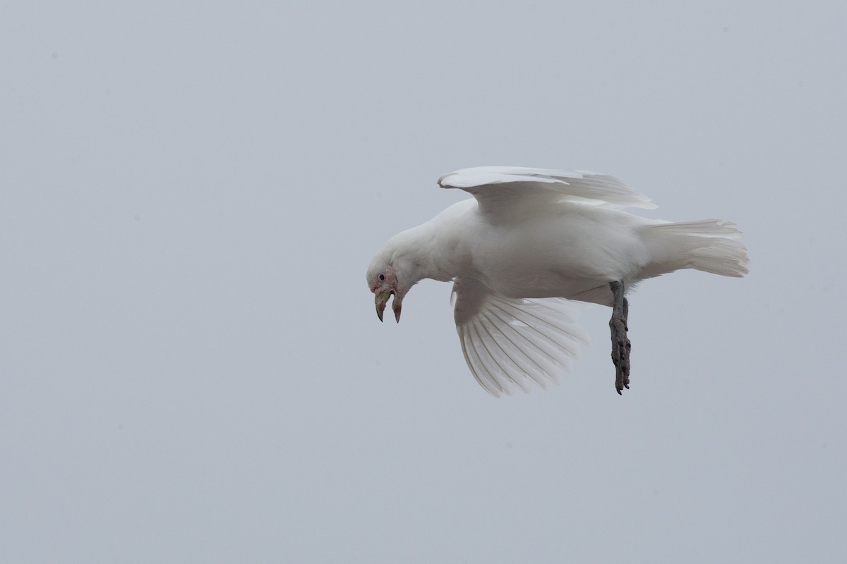 Snowy Sheathbill - Chris Wood