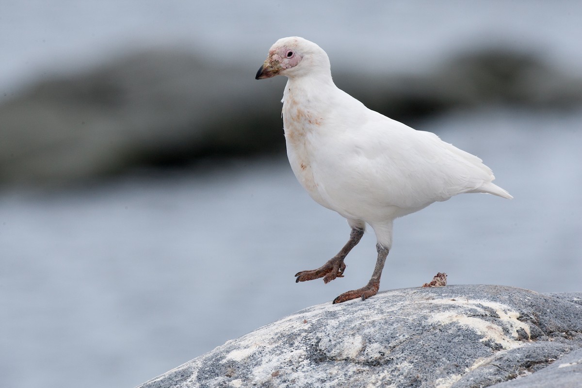 Snowy Sheathbill - Chris Wood