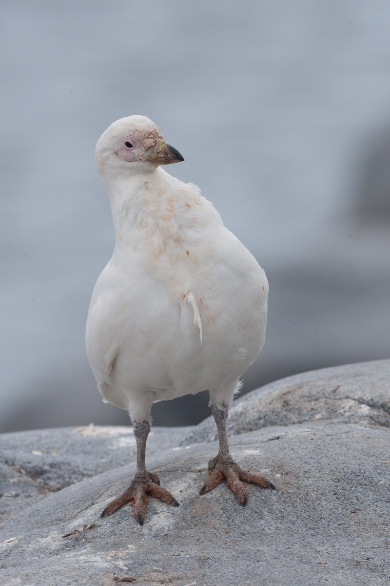 Snowy Sheathbill - ML20072131