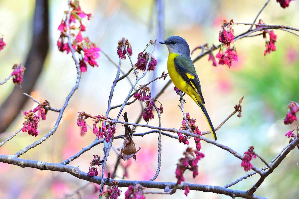 Gray-chinned Minivet - Weber Tsai