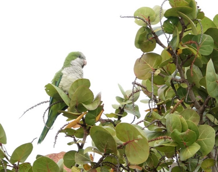 Monk Parakeet - ML200724821