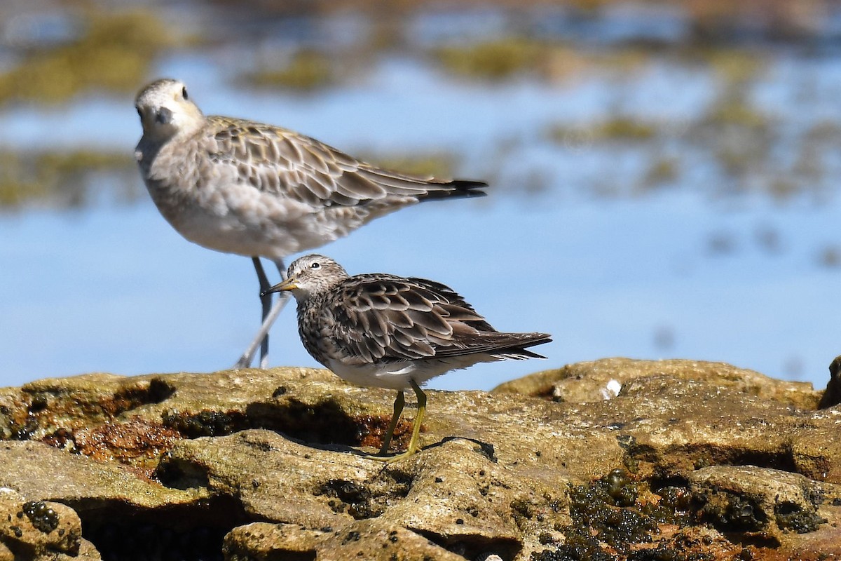 Pectoral Sandpiper - ML200725161