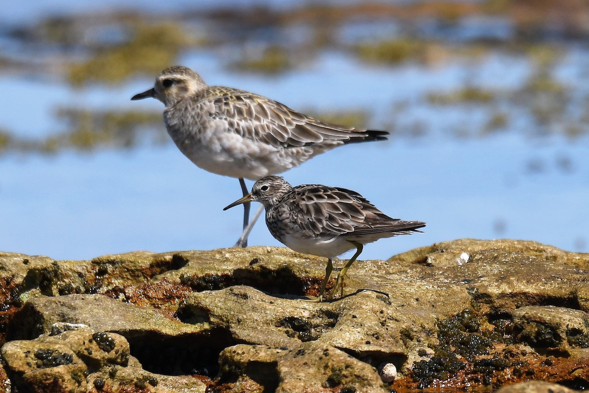 Pectoral Sandpiper - ML200725231