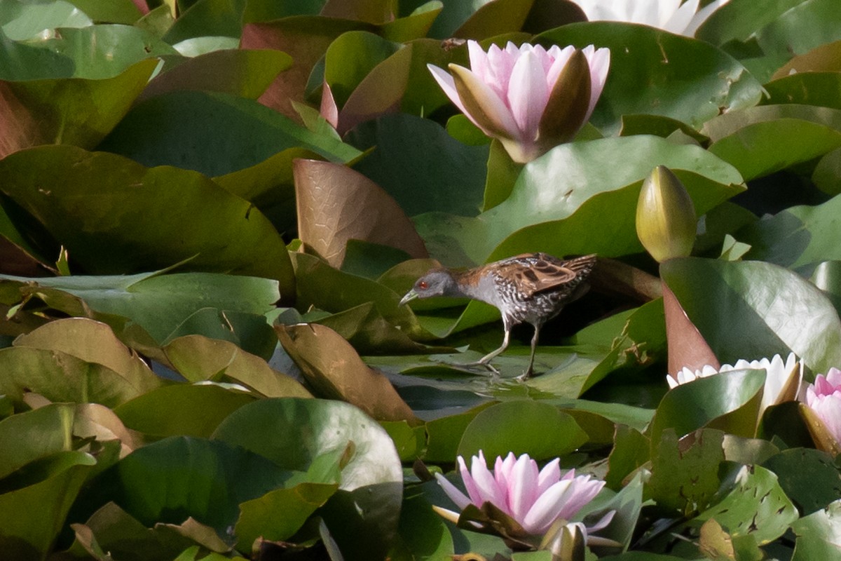 Baillon's Crake - ML200725251