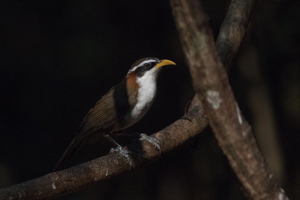 White-browed Scimitar-Babbler - Andreas Boe