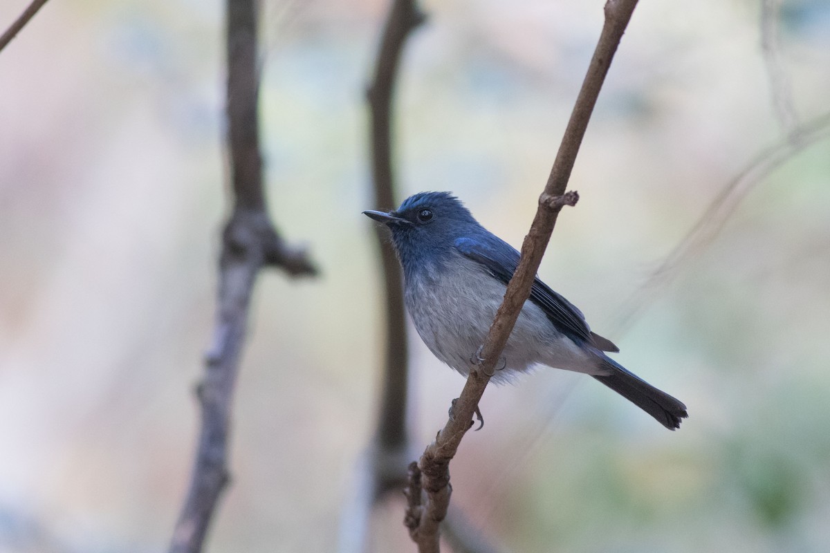 Hainanblauschnäpper - ML200726881