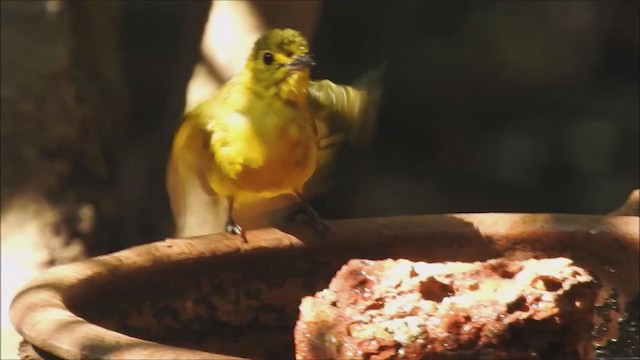 Yellow-browed Bulbul - ML200726891