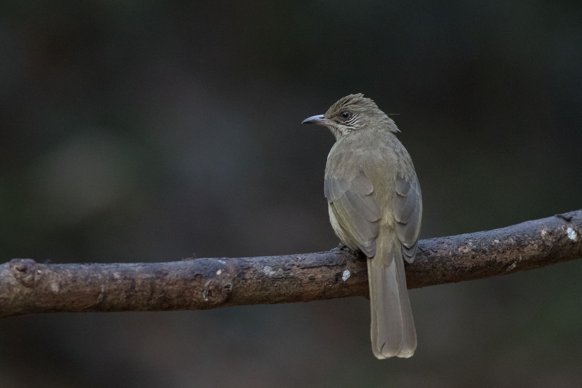 Streak-eared Bulbul - Andreas Boe