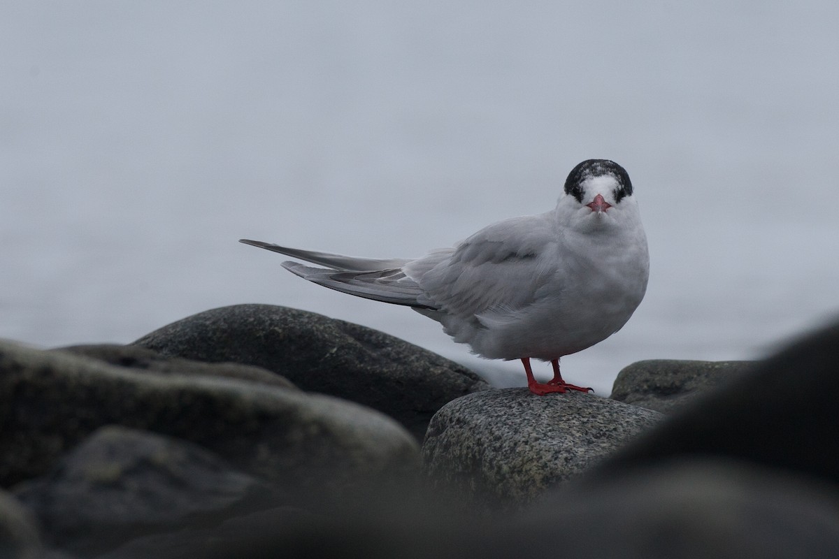 Antarctic Tern (Antarctic) - ML20072771