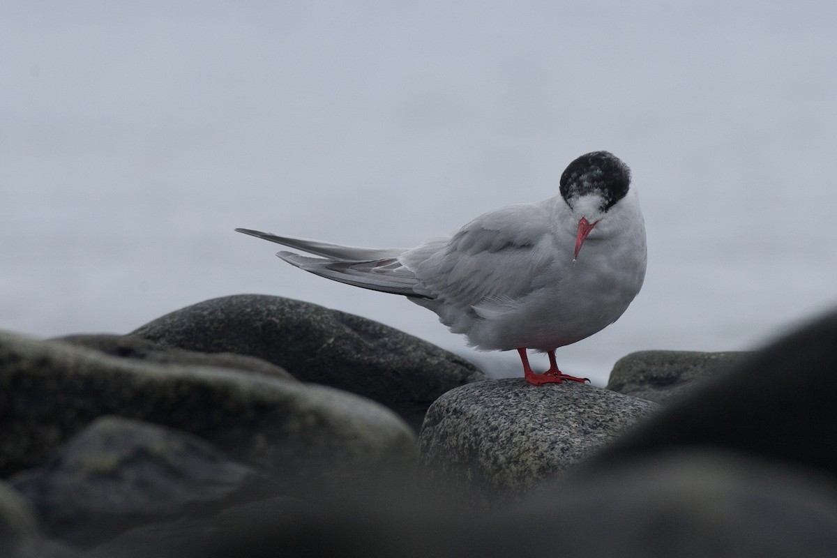 Antarctic Tern (Antarctic) - ML20072781