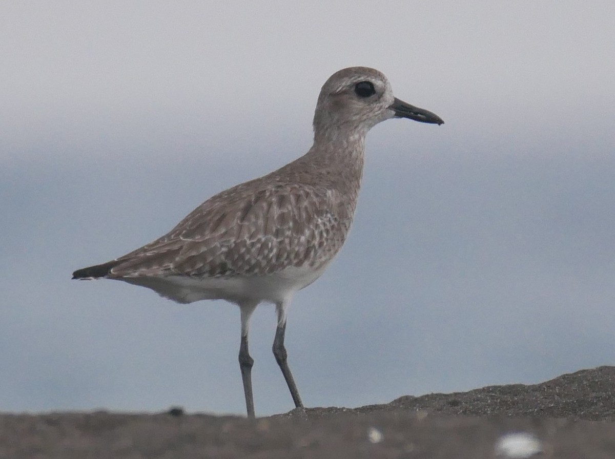 Black-bellied Plover - Gabor Graehn