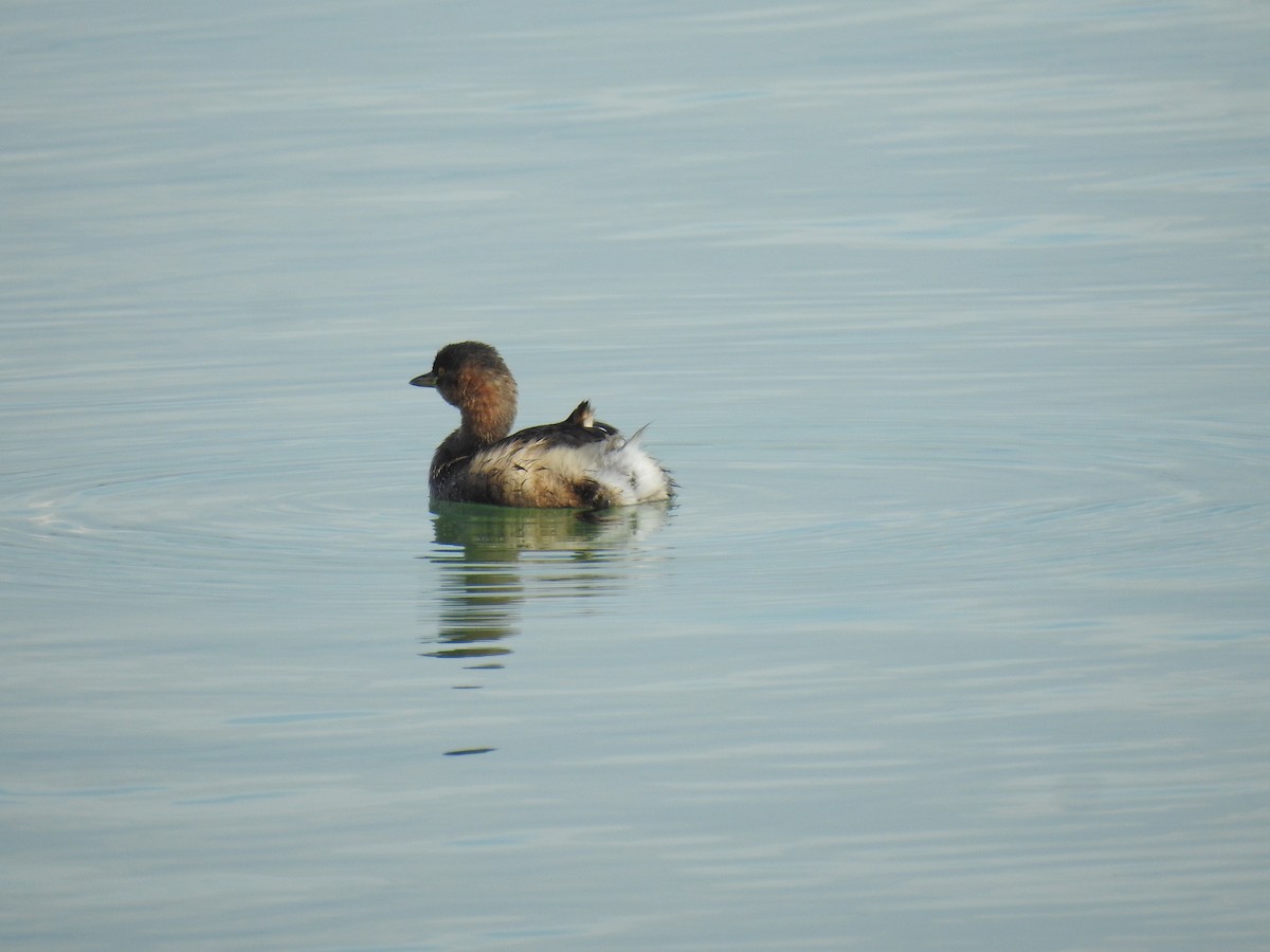 Little Grebe - Shuvendu Das