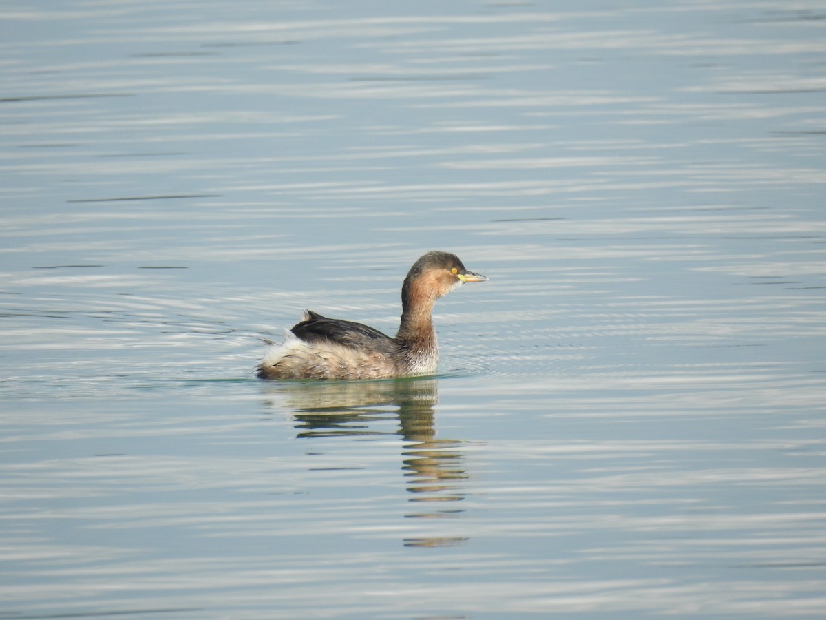 Little Grebe - Shuvendu Das