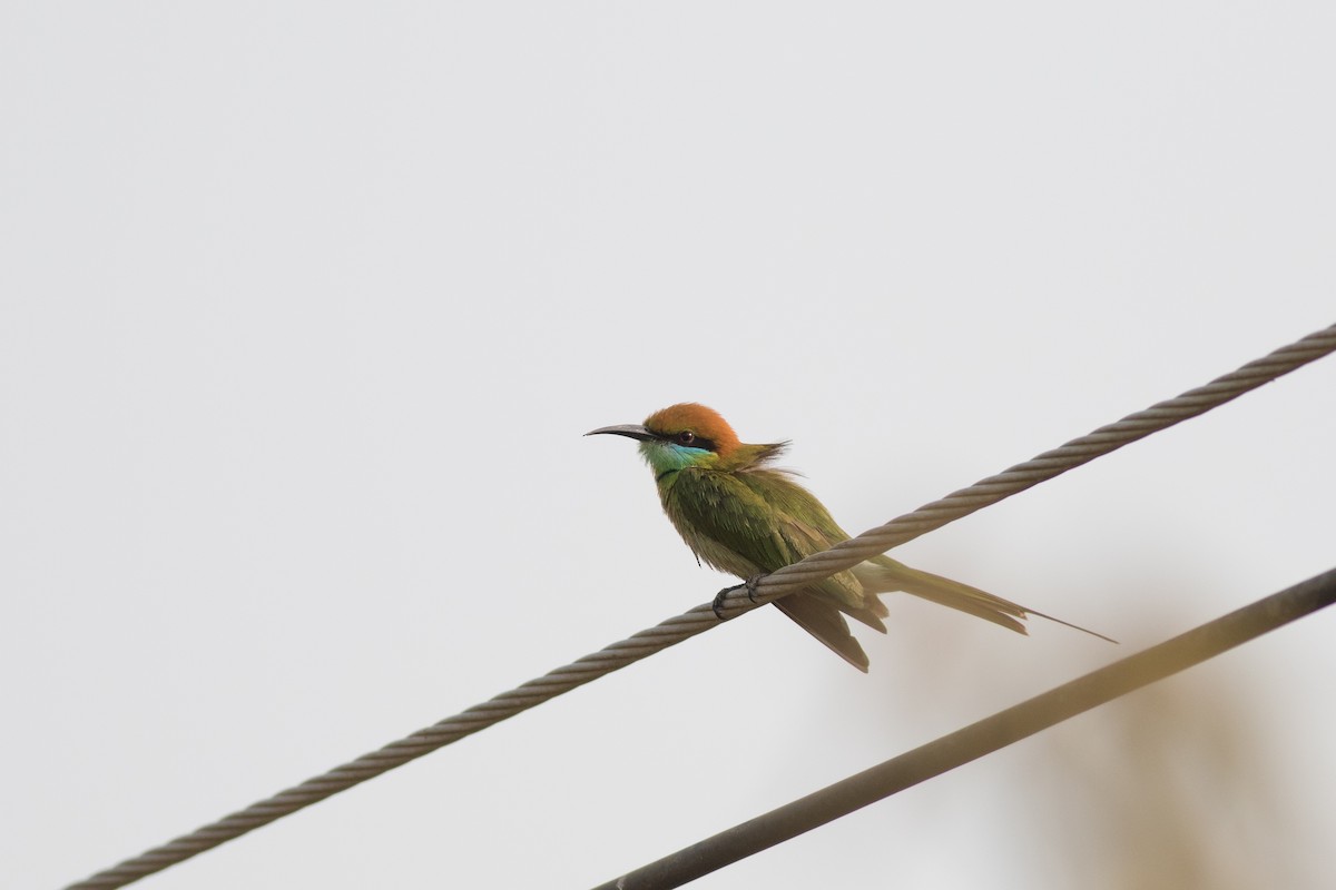 Asian Green Bee-eater - ML200728381