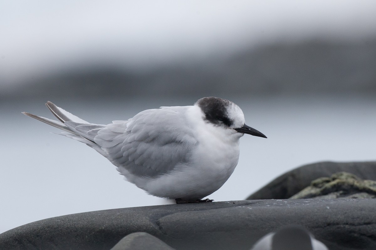 Arctic/Antarctic Tern - Chris Wood