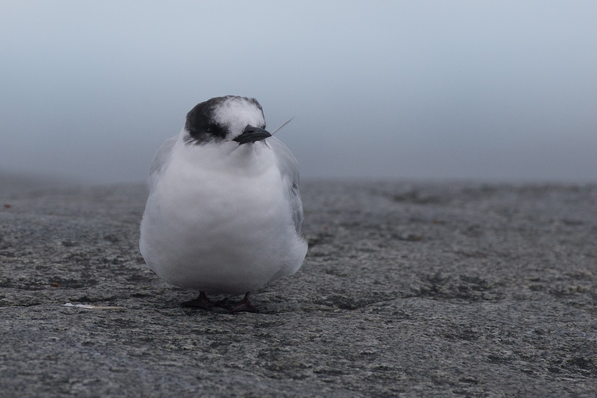 Arctic/Antarctic Tern - ML20072871