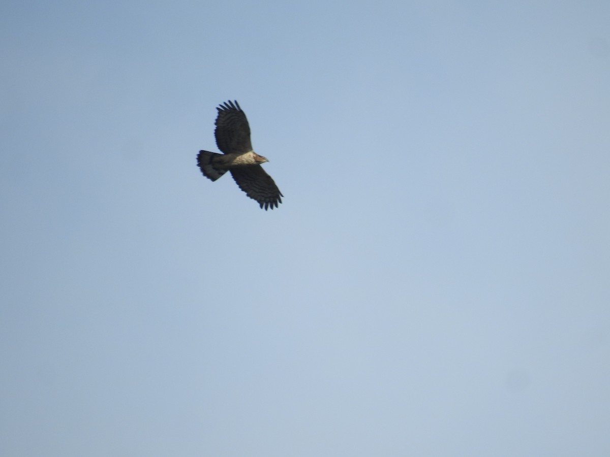 Oriental Honey-buzzard - Shuvendu Das