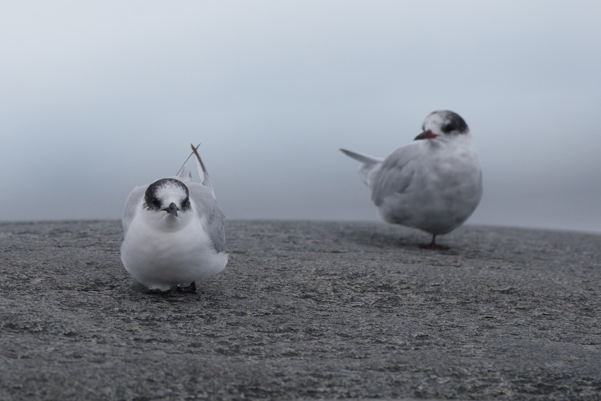 Arctic/Antarctic Tern - ML20072881