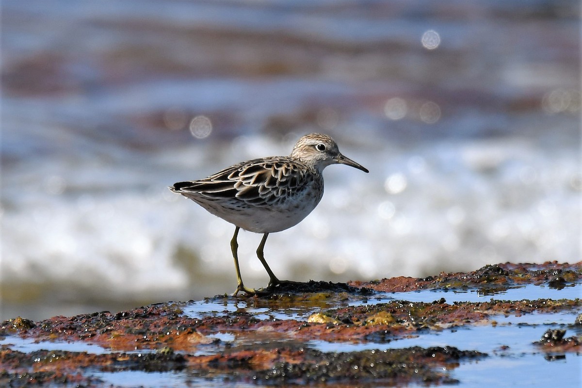 Sharp-tailed Sandpiper - Chris Munson