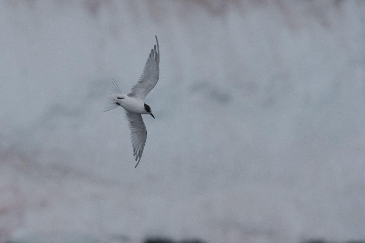 Arctic/Antarctic Tern - Chris Wood
